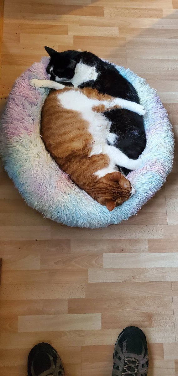 #Caturday
Best friends