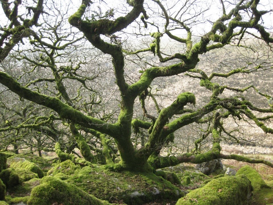 Telemachus100's tweet photo. @Tolkienlegacy Dwarf oaks. Really looks like that. https://t.co/OBAMUXnoqF