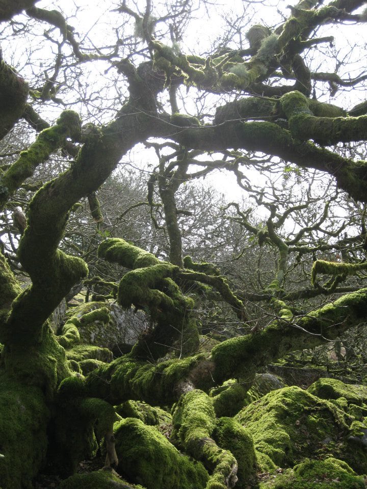Telemachus100's tweet photo. @Tolkienlegacy Dwarf oaks. Really looks like that. https://t.co/OBAMUXnoqF