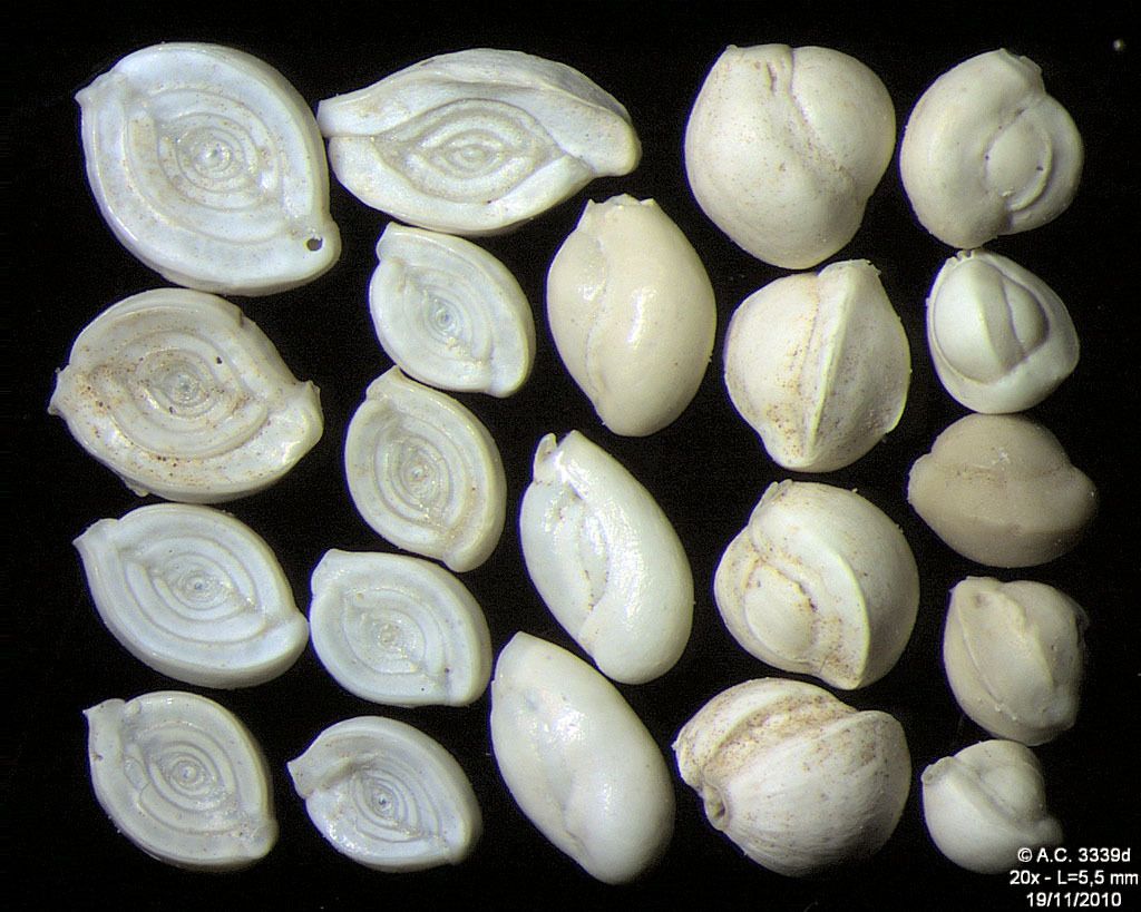 Living Oceans tweet media