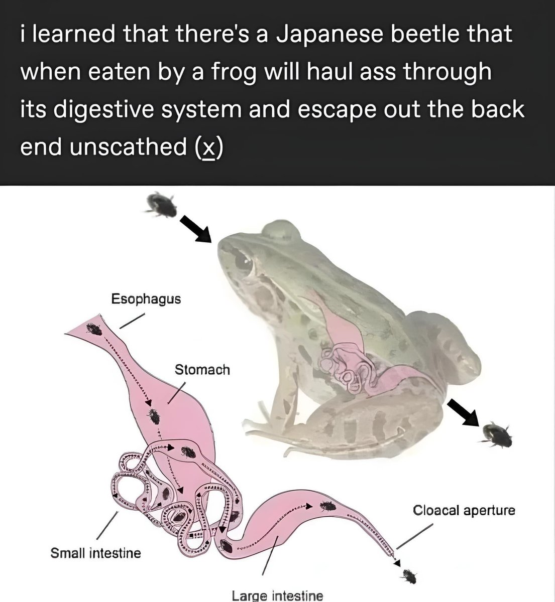 Trust me, I'm a "Biologist" tweet media