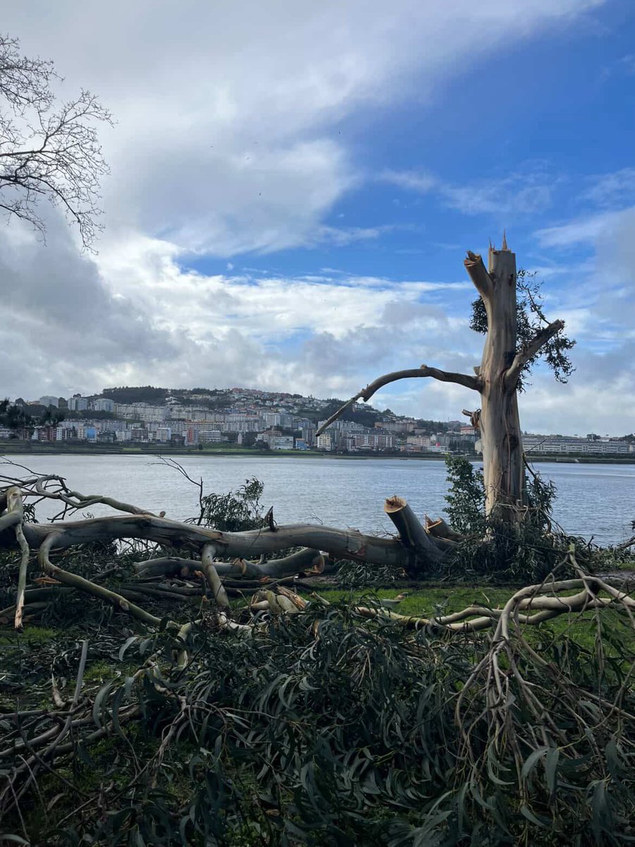 MaltratoPaisaxe's tweet photo. ARBORICIDIO EN OLEIROS
Para facer un “Paseo do colesterol” dos que logo leva o mar
#Oleiros #arboricidio #ConcellodeOleiros https://t.co/mf6CCxwgGL