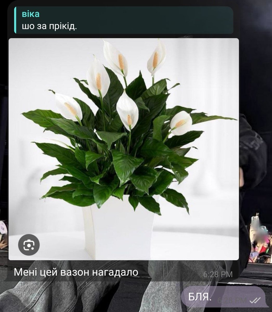 кіт🐈 tweet media