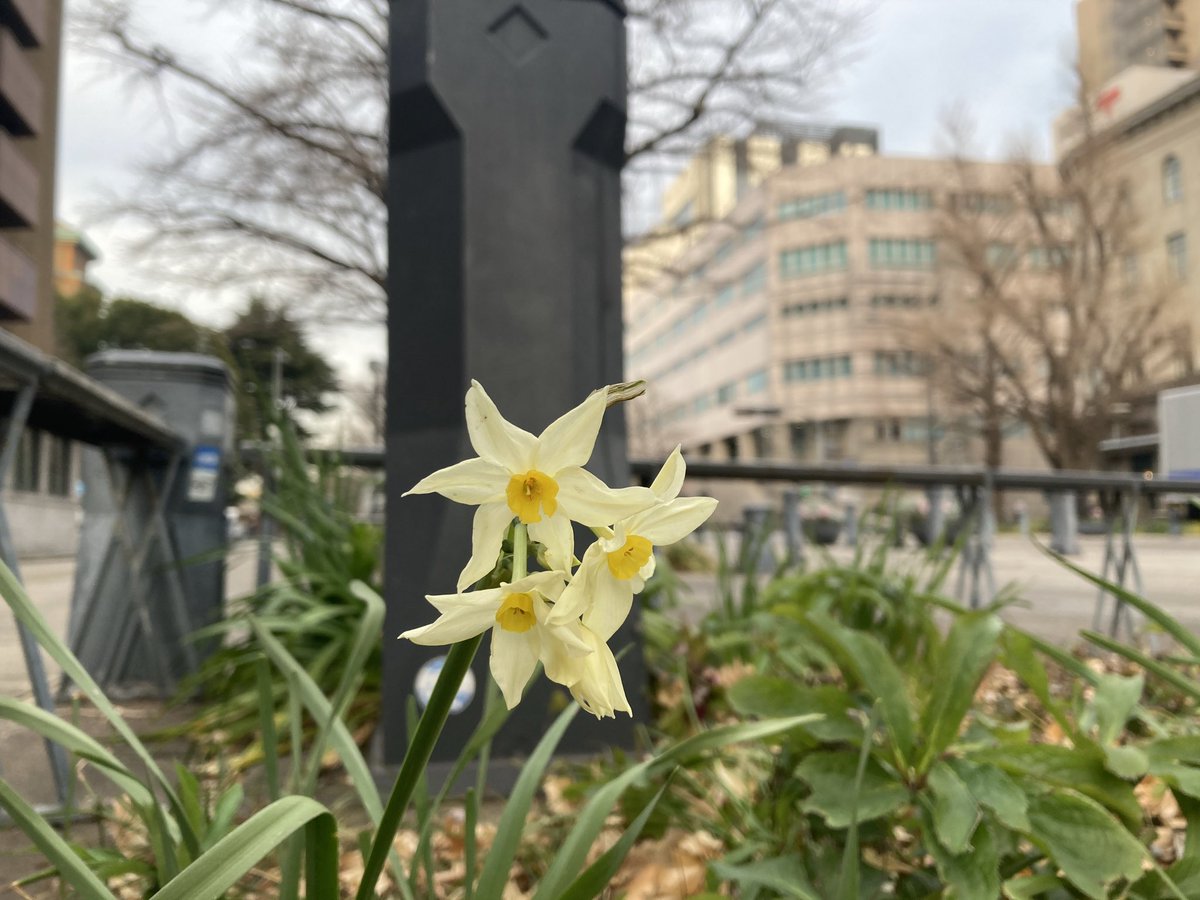 わたしの仕事場のひとつに、障がいを持つ人たちと共に働く支援の場があります。生まれながらの方もいれば、事故や病気で障がい者となった方もいます。近くには、ボランティアによる移住者のための日本語教室もあります。選挙を前に、戦争や差別にNOを表明している党はどこ？という声を多く聞きました。