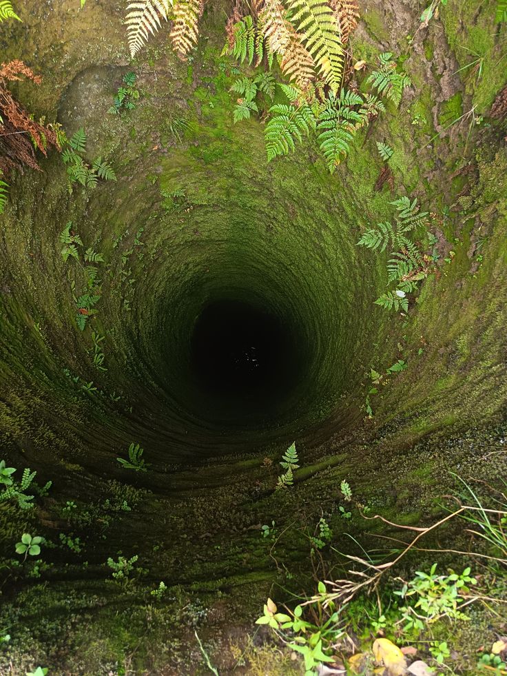 🌿🌼🧺 tweet media