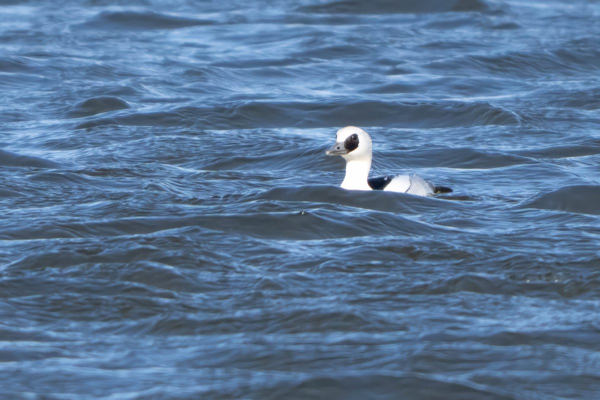 SittersDaan's tweet photo. Finally caught him on camera: the Smew! ❄️ This male almost seems to glow against the cold water. One of the most stunning winter visitors we get to welcome here.
#birding #wildlifephotography #smew #winterbirds #nature https://t.co/mHKNKnHBxm