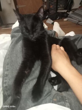 🟠 🐱 Chat perdu le 06/02/2026 à Lons (64140).
Race : Bombay / Âge : 2 an(s)
Youna / Femelle / Identifié(e) : Non

☎️ 0659911363
📧  armnatkla@gmail.com

#chatperdu #chattrouve #chat #perdu #trouve