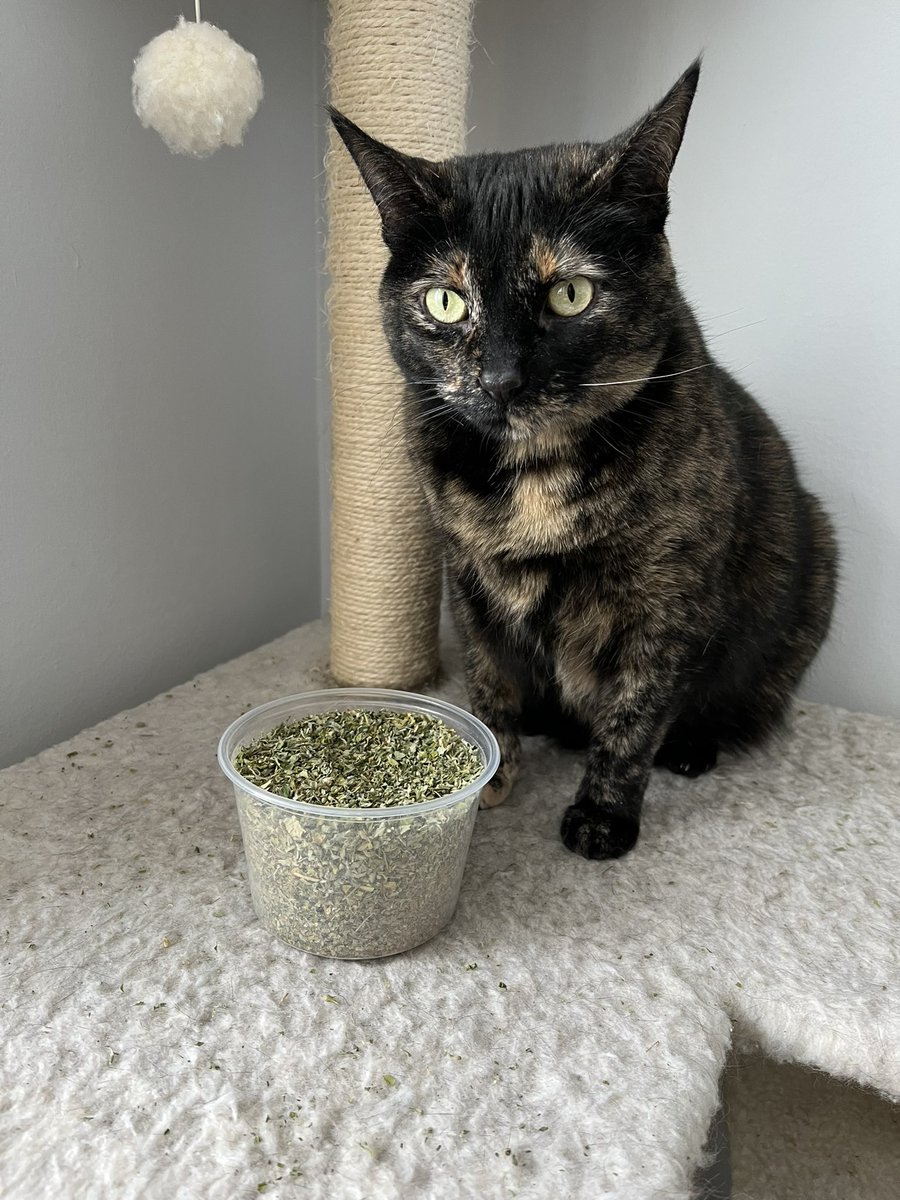 Little cat tweet media