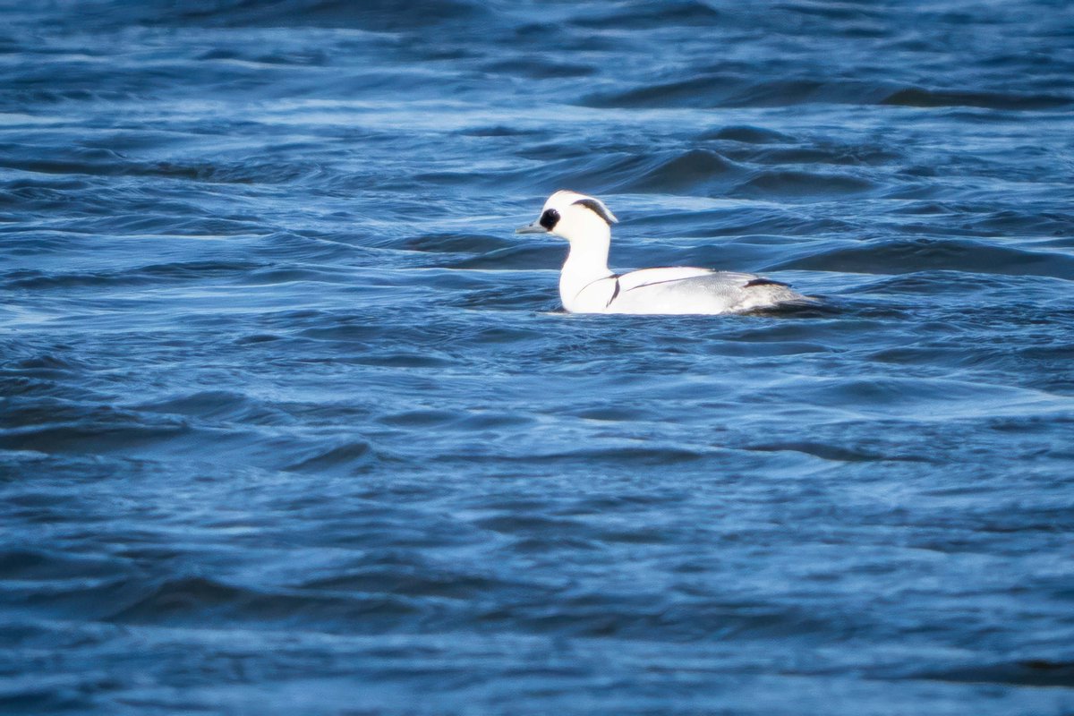 SittersDaan's tweet photo. Finally caught him on camera: the Smew! ❄️ This male almost seems to glow against the cold water. One of the most stunning winter visitors we get to welcome here.
#birding #wildlifephotography #smew #winterbirds #nature https://t.co/mHKNKnHBxm