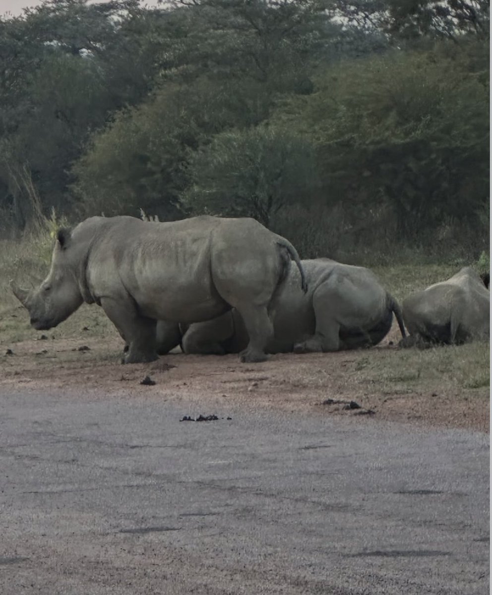 DocKateAdam's tweet photo. Africa is really the best place to explore animals 👀📸 #animals #africa #explore #visit https://t.co/pleW2o0b1S