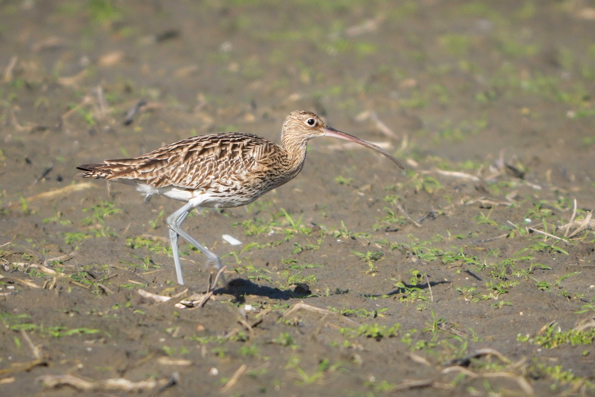 SittersDaan's tweet photo. That unmistakable silhouette. 🏹 The Eurasian Curlew is a true icon of the wetlands. Watching that long, curved bill at work never gets old.
#curlew #birdwatchers #nature #wildlife #dutchbirds https://t.co/ZNnBqPkQei