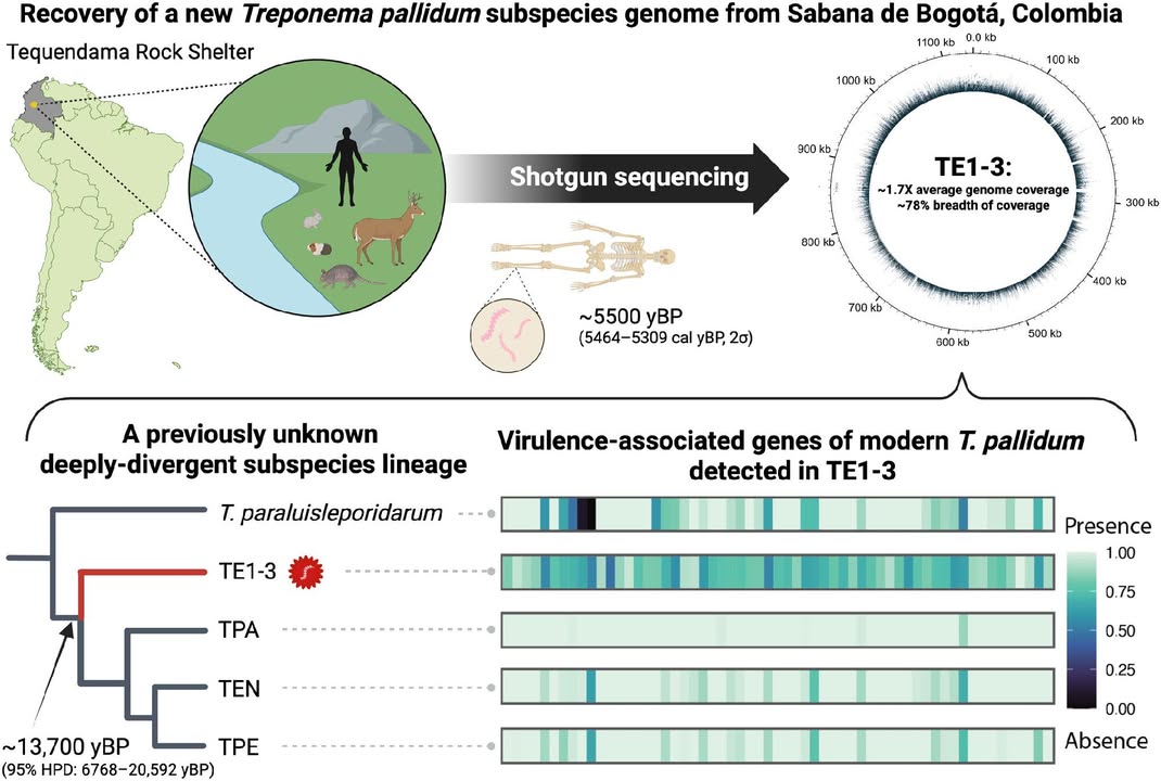 ScienceMagazine's tweet photo. A newly sequenced genome of the bacterium that causes syphilis, Treponema pallidum, highlights the deep antiquity of treponemal diseases in the Americas.
The findings in Science, based on a 5500-year-old specimen from Colombia, suggest syphilis’s emergence was not dependent on the agricultural intensification and population crowding often linked to the spread of infectious disease. Instead, it was dependent on social and ecological conditions of hunter-gatherer societies.
Learn more: https://t.co/OZ6Pfm8Tmh