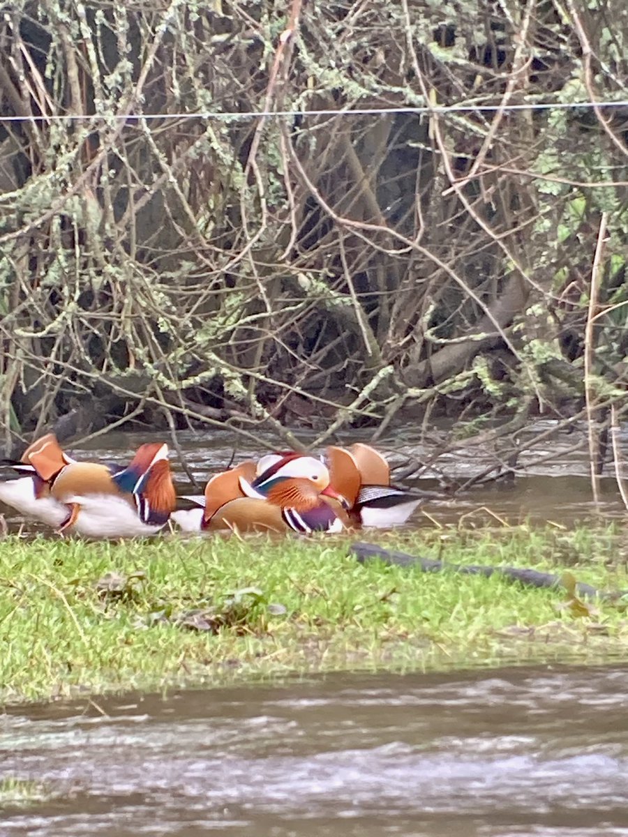 Mark Bailey tweet media