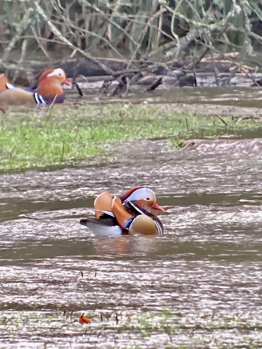 Mark Bailey tweet media