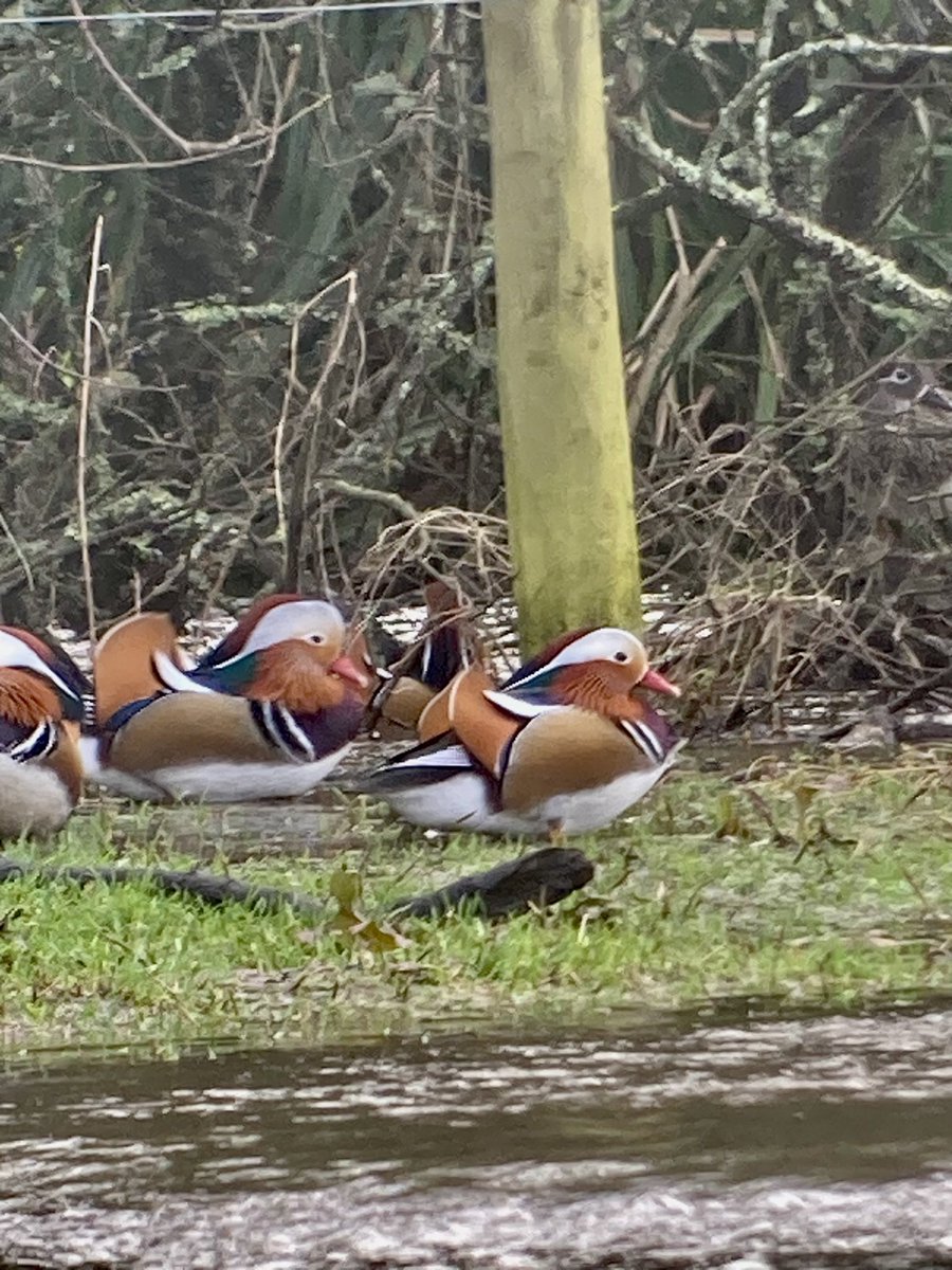 Mark Bailey tweet media