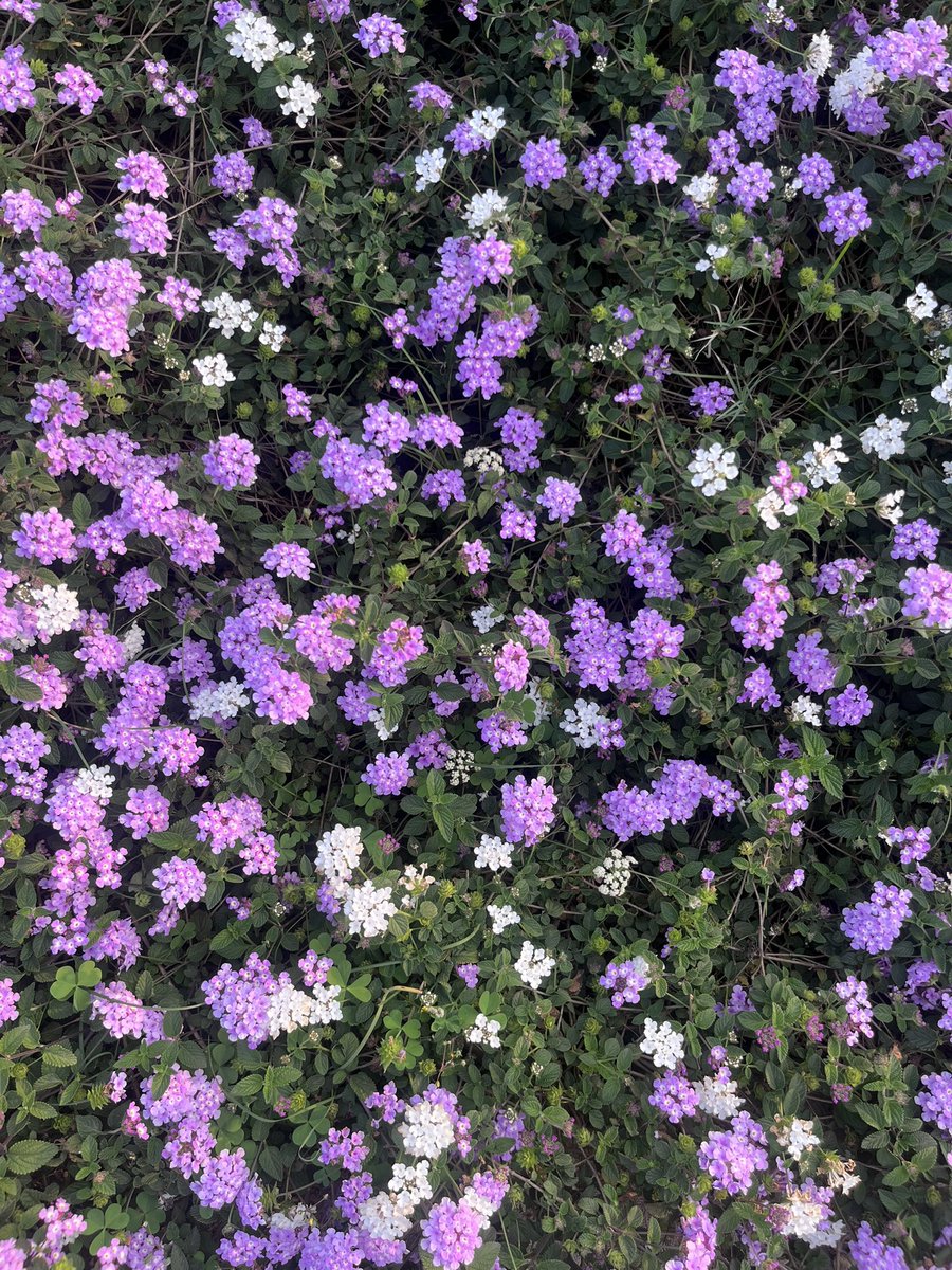 Shrushti Ahirrao tweet media