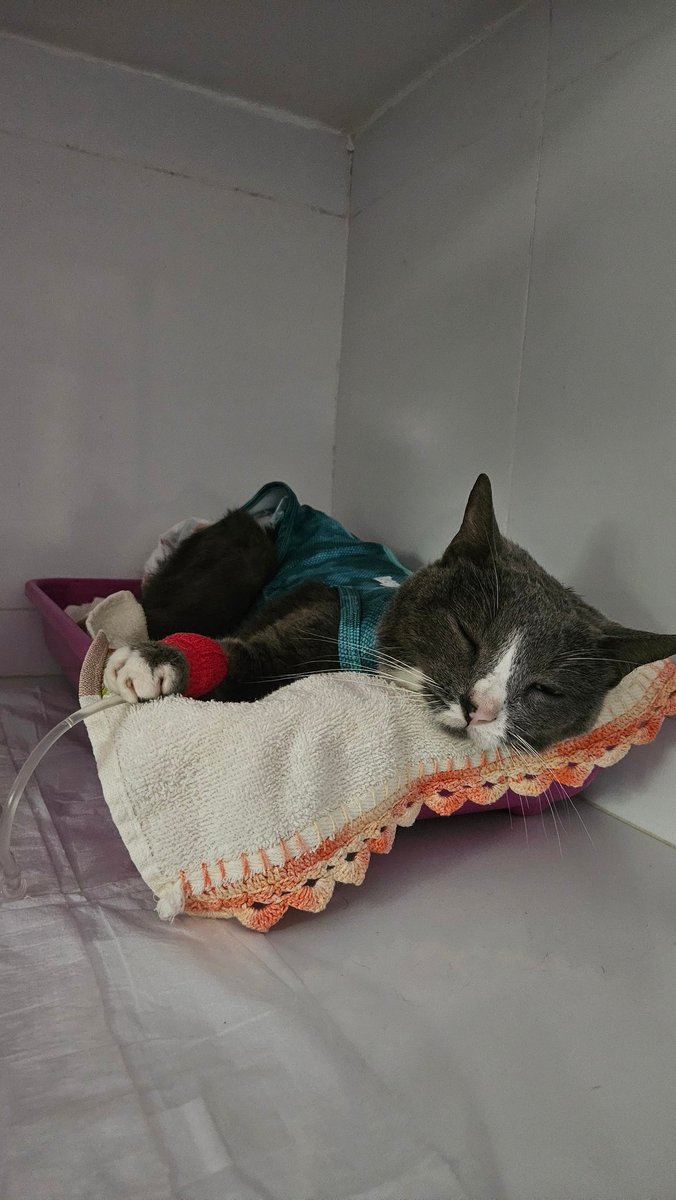 aagridocee's tweet photo. COMPARTILHEM, POR FAVOR!
Fantine não tem previsão de alta😭❤️ https://t.co/63bATgBcnz