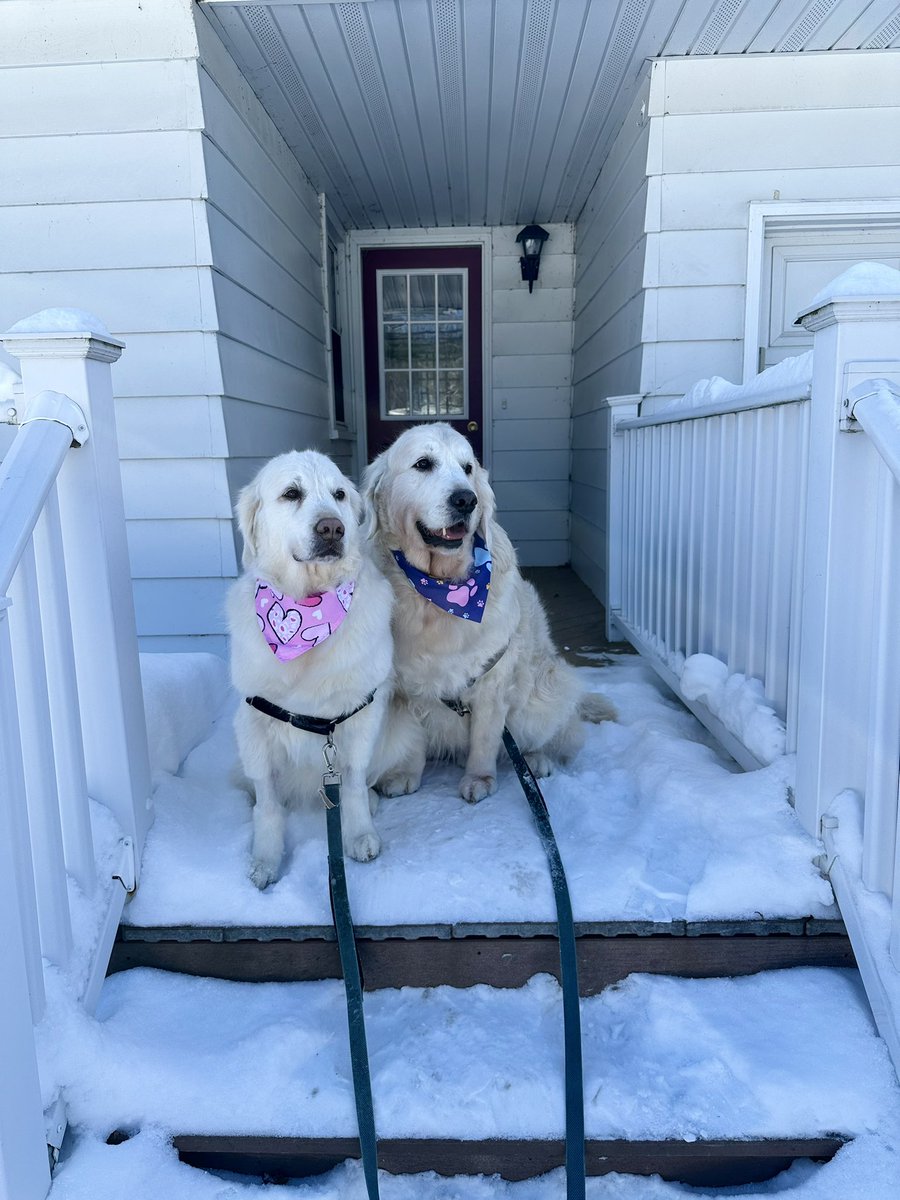 Good Saturday morning! We were up early and at the groomers at 8:15AM now we are home looking &amp; smelling good! Have a good weekend!