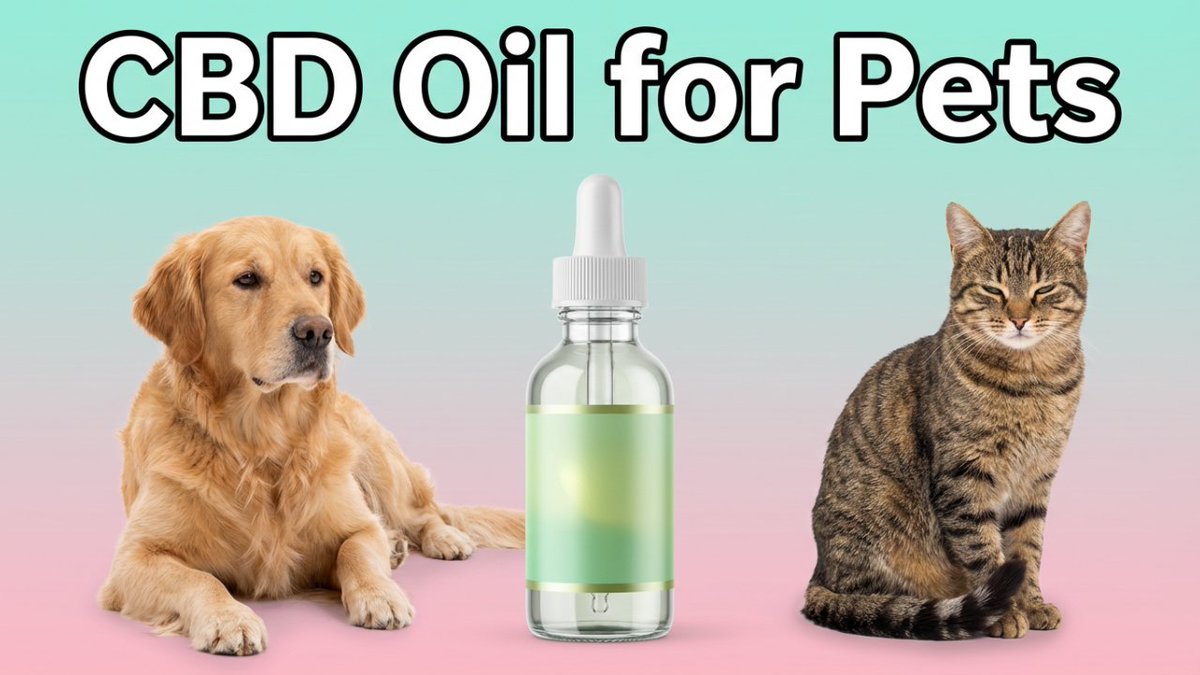 AboundPet's tweet image. Thinking about CBD Oil for Pets? 🐶🐱

Our expert guide explains benefits, safety basics, and what pet parents are seeing in real life — no hype, just clarity.

👉 Link in first comment.

#CBDOilForPets #PetWellness #CBDForDogs #CBDForCats