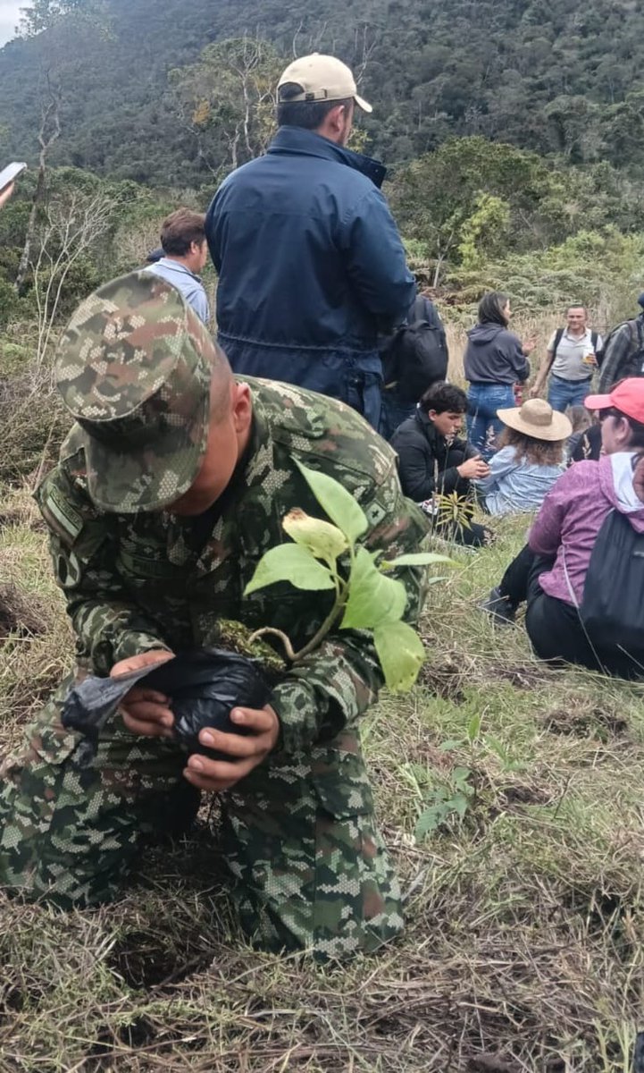 InformacionEn's tweet photo. Soldados de la Primera Brigada con  jornadas de siembra en el municipio de Saboyá, en coordinación con la Alcaldía Municipal, la vereda Escobar y el Resguardo Puente Arceli,  sembraron 3000 árboles nativos de especies como tilo, jazmín y cerezo. https://t.co/FdgnBcqAtU