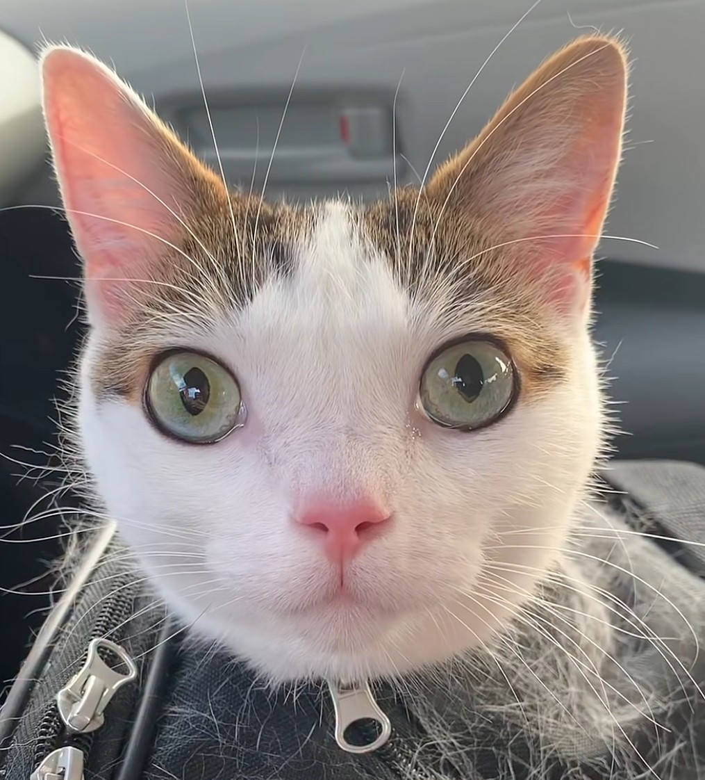Tuxcat tweet media