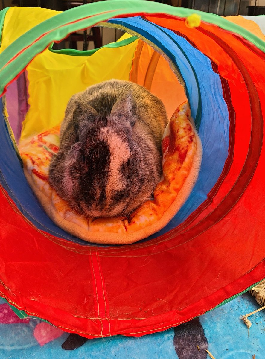 Hey, Alex, this is how I do winter! <a href="/SehtiSehti/">Alex (Donna)</a>  #RabbitsOfTwitter #HouseRabbits