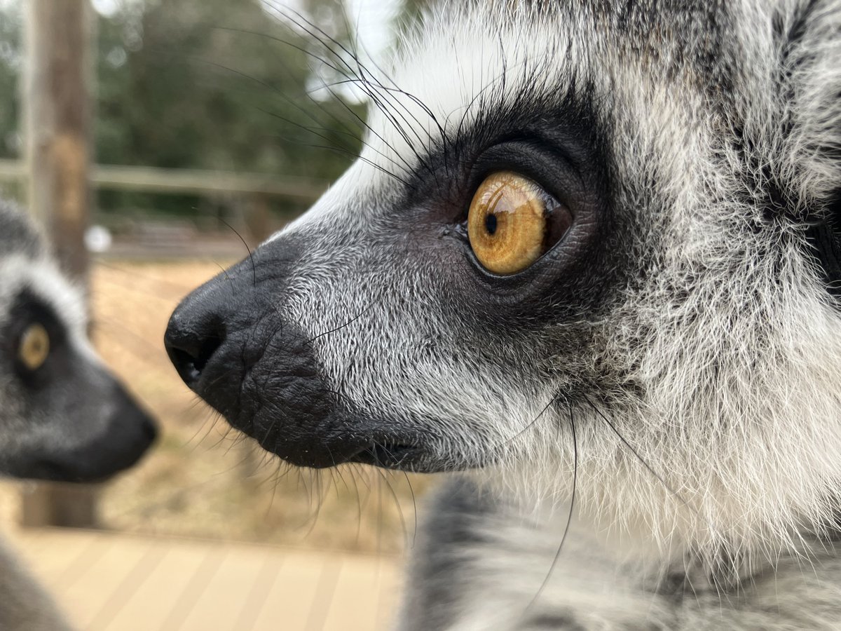 Snowball tweet media