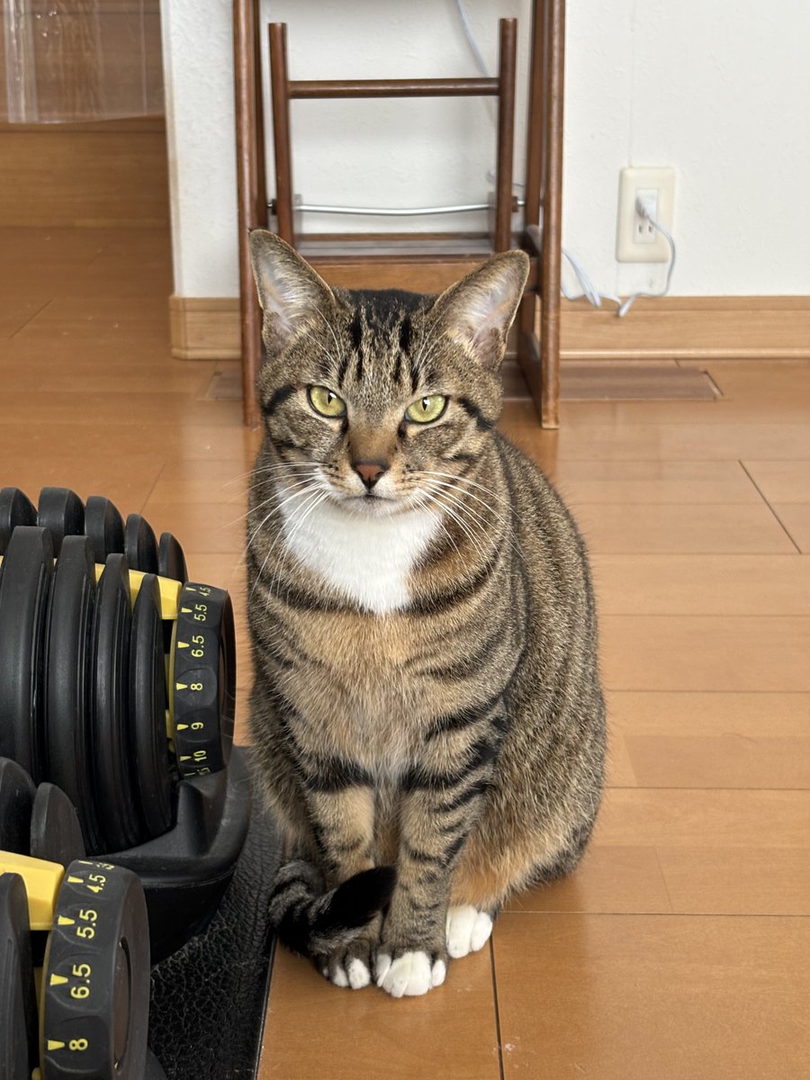 猫のミーニャちゃんねる tweet media