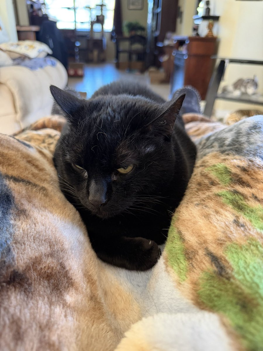 SkittlesFriends's tweet photo. Sabre: I donโt care if you want to get up
Big Guy, Iโm comfortable lying here between your legs, and donโt want to move,
besides look at my face, do you really want to disturb this Mighty Panfur
๐โโฌ๐ผ๐ผ๐ผ๐ก
#CatsOfTwitter
#Caturday
#BlackCatRules https://t.co/XH3NLHcdeE