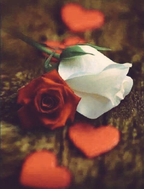 ek__ehsas's tweet photo. एक गुलाब की तरह आते हैं कुछ लोग आपकी ज़िन्दगी में,
जो ज़िन्दगी के सारे कांटे चुनके बस खुशियों की महक छोड़ जाते हैं..
#Rose_Day https://t.co/2v5iIgrdoK