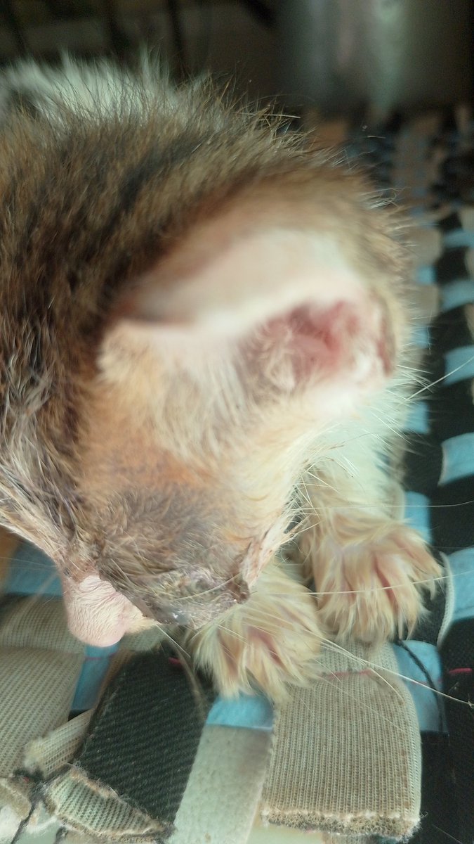 Tentei pela minha conta pessoal, e como ñ deu certo, tô tentando por aqui tbm. O gatinho piorou hj. Ele precisa de avaliação oftalmológica urgente, somente a avaliação é R$270. Oq é inviável para mim. Qualquer ajuda ou RT já vale mt 🙏🏻

PIX: 0966ac76-9724-4172-8d67-c5c40487d7db