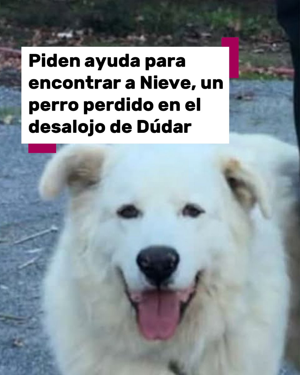 101tvGranada's tweet photo. 🐶🔴Piden ayuda para encontrar a Nieve, un perro perdido en el desalojo de Dúdar. Es un llamamiento de la Asociación de Voluntariado de Protección Civil en Granada (Asvogra). 

📲Más información en https://t.co/n9cloVmYmZ

#Perro #Nieve #Granada #Dúdar https://t.co/J2XMlGx27S