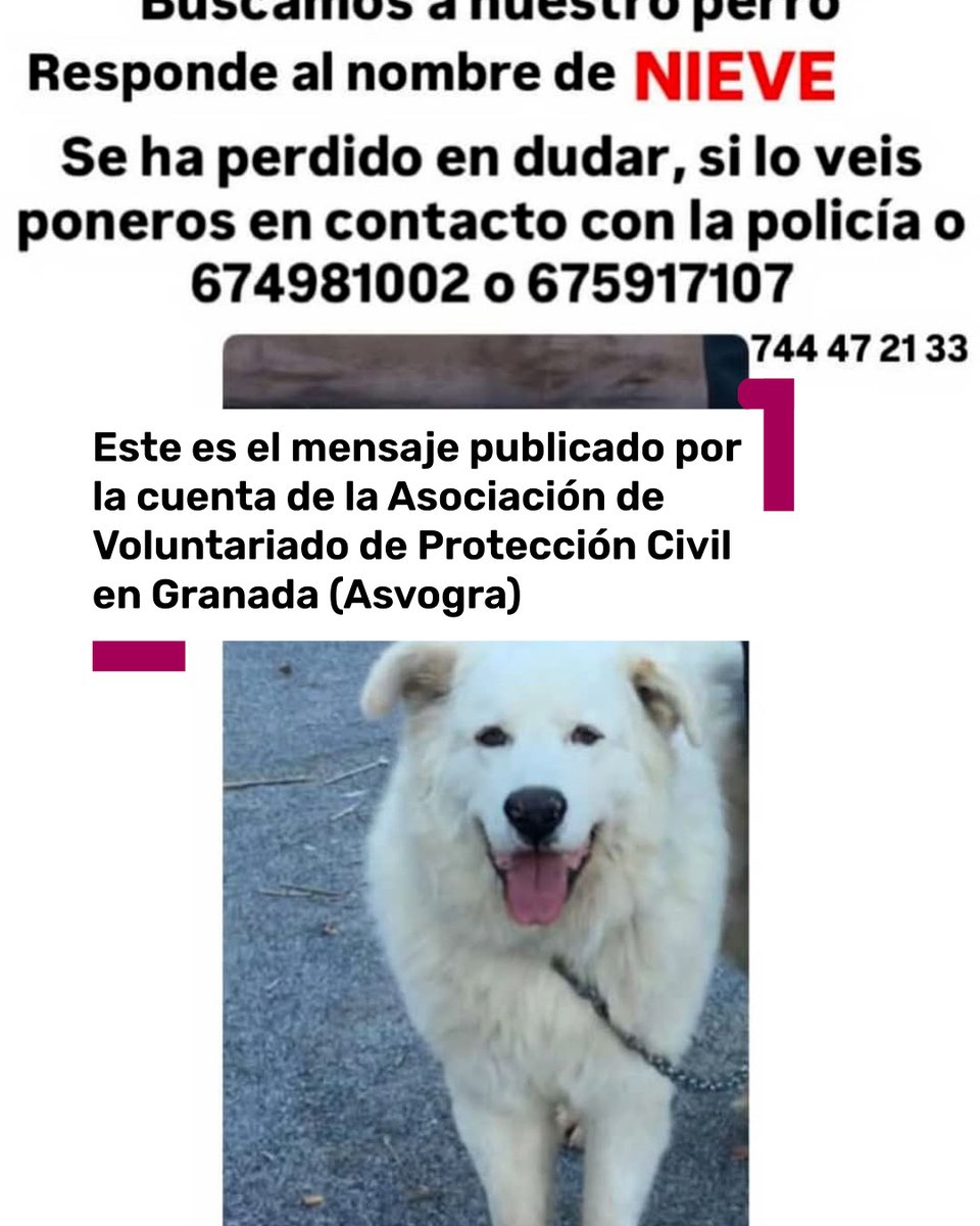101tvGranada's tweet photo. 🐶🔴Piden ayuda para encontrar a Nieve, un perro perdido en el desalojo de Dúdar. Es un llamamiento de la Asociación de Voluntariado de Protección Civil en Granada (Asvogra). 

📲Más información en https://t.co/n9cloVmYmZ

#Perro #Nieve #Granada #Dúdar https://t.co/J2XMlGx27S