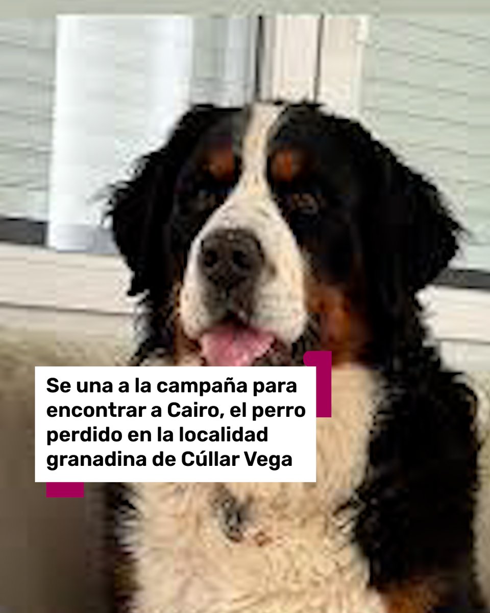 🐶🔴Piden ayuda para encontrar a Nieve, un perro perdido en el desalojo de Dúdar. Es un llamamiento de la Asociación de Voluntariado de Protección Civil en Granada (Asvogra). 

📲Más información en 101tv.es

#Perro #Nieve #Granada #Dúdar