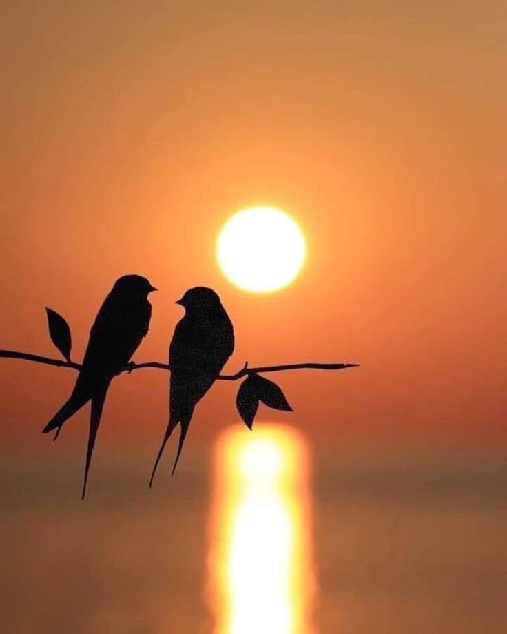 عنادية ❍❥ْْ.• tweet media