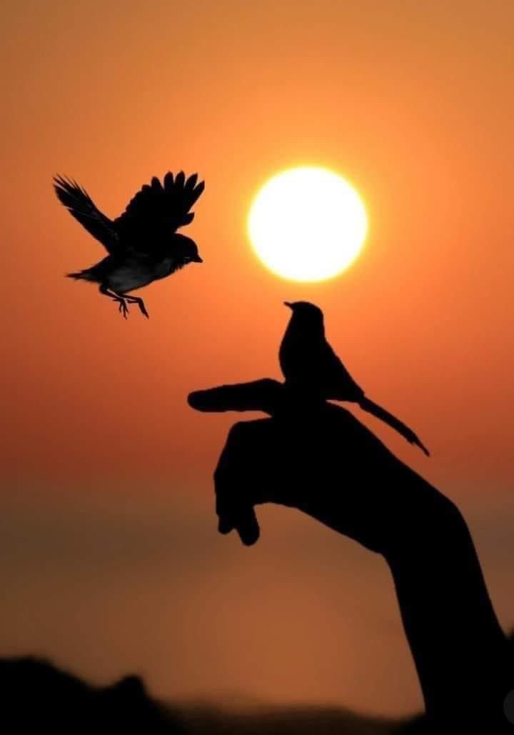 عنادية ❍❥ْْ.• tweet media