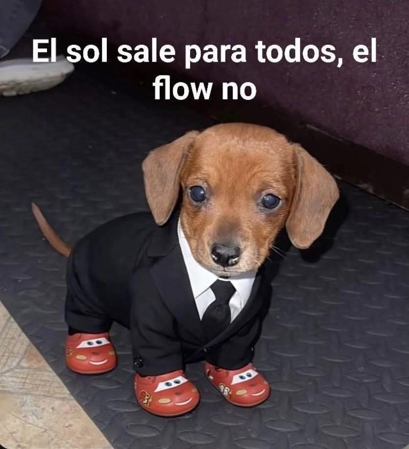 Dilo con perritos (@diloconperritos) on Twitter photo 