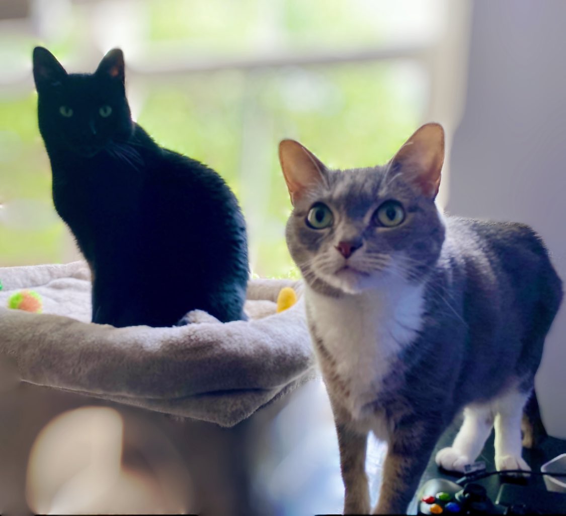 Miisty 😈🐰 tweet media