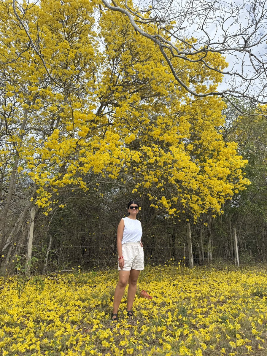 GuerreraMaria's tweet photo. Flores para María C. 😍🌼 https://t.co/Zqs797ljoU