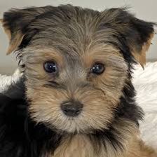 Name this Dog 🐕