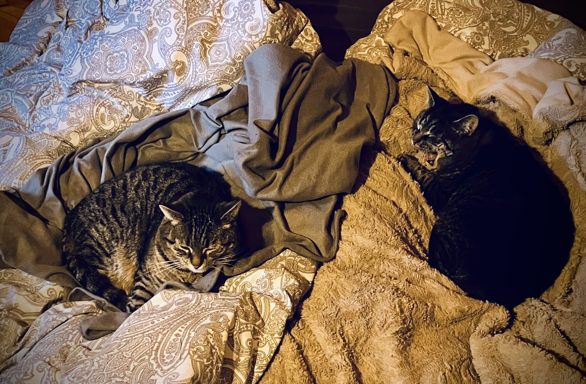 They are having a lazy #Caturday. 🐱 #CatsOnTwitter #CatsOfTwitter