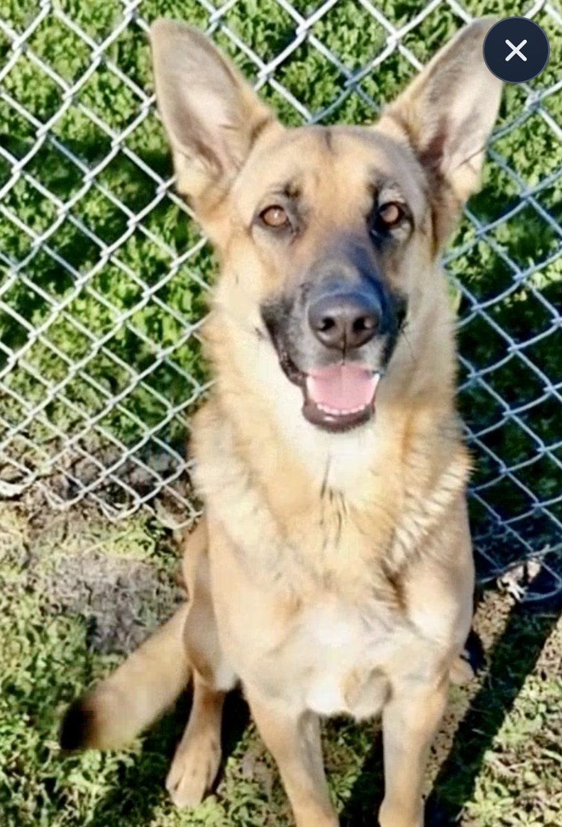 LeporidaeCheryl's tweet image. Her LOVE 💕 is FIERCE yet gentle &amp;amp; PRIMAL. Her heart is woven from threads of gold.

I can't TELL you how MANY times in my life  I've needed a Kind, Caring 
PROTECTRESS like 4️⃣ yo BELLA #A385290 

🤩 Beautiful 🤩 Shepherd mix. 

She'd sacrifice EVERYTHING for anyone she loved‼️…