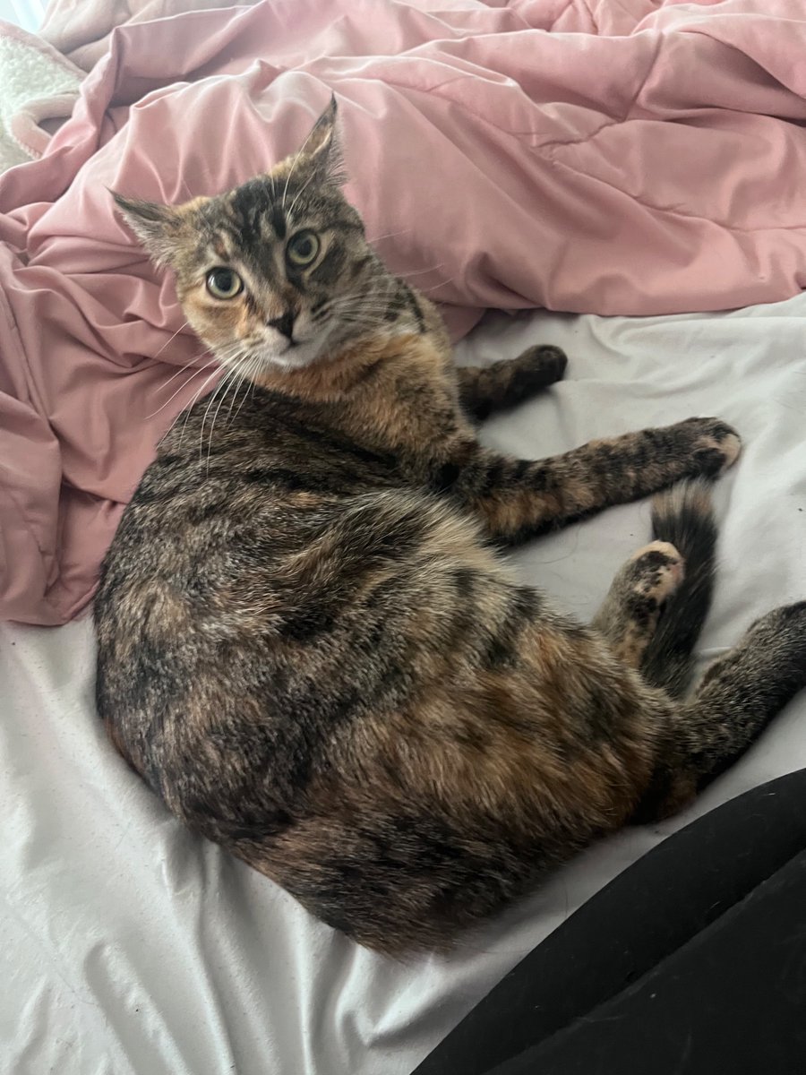 denppy 🪱🫀【moetaku】 tweet media