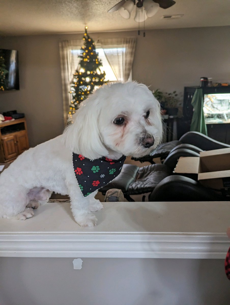 idiotd0g's tweet photo. @suicidalxrose Yes I know I love him with my whole soul 😭 this is redge my moms dog lol also reginald when he’s bad but he’s also super good and awesome https://t.co/WPcECxlBfA