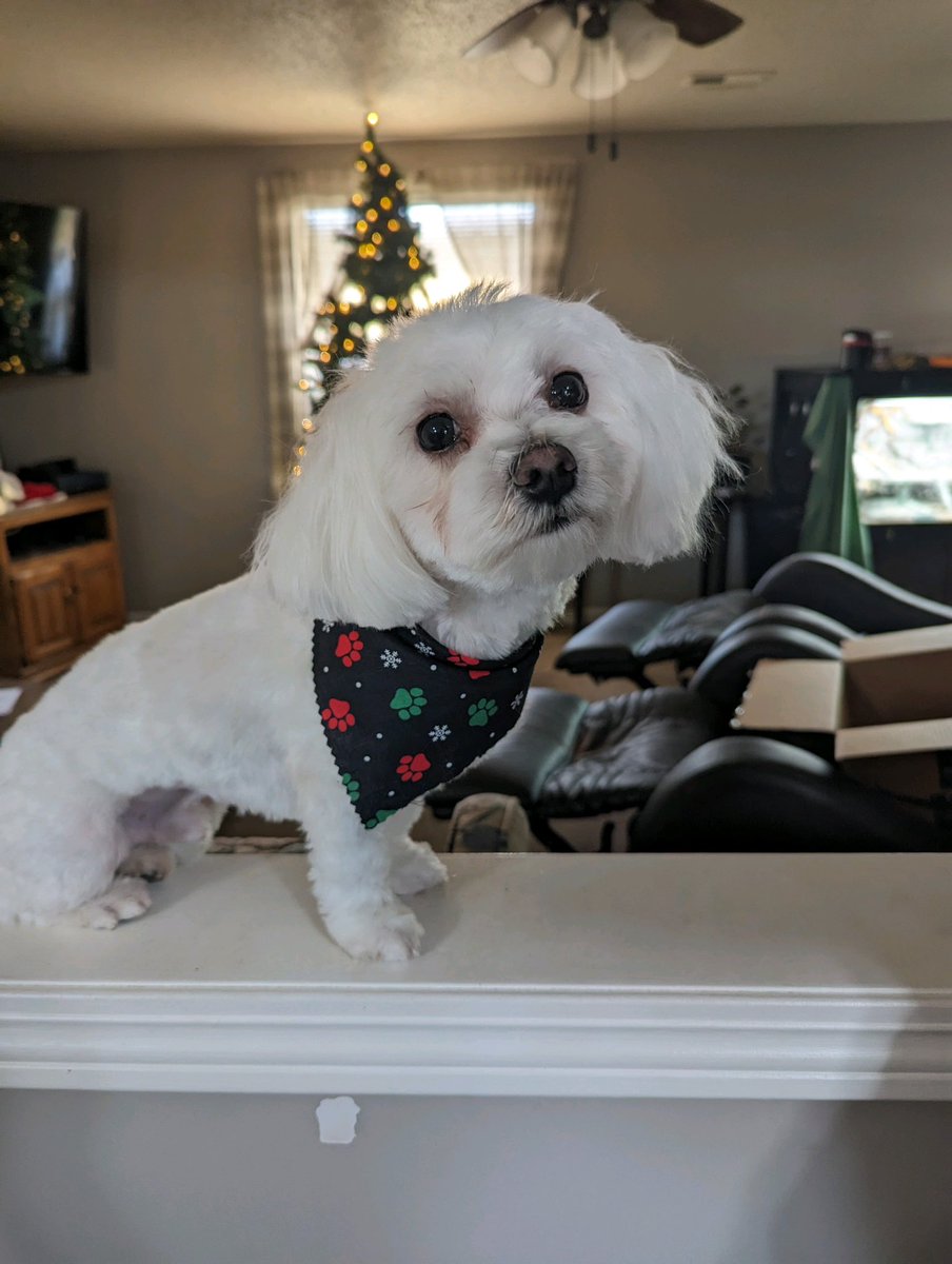 idiotd0g's tweet photo. @suicidalxrose Yes I know I love him with my whole soul 😭 this is redge my moms dog lol also reginald when he’s bad but he’s also super good and awesome https://t.co/WPcECxlBfA