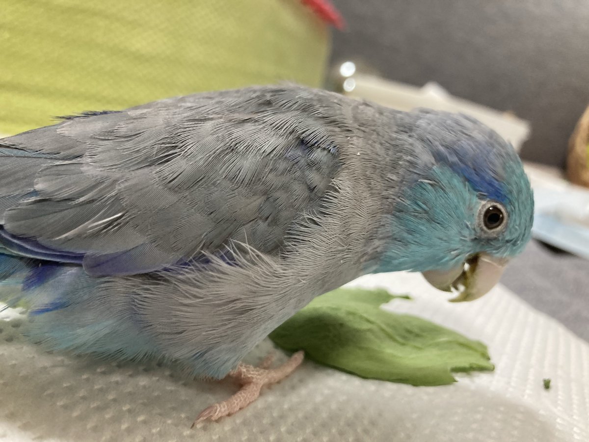 ももぴ、春菊たべました