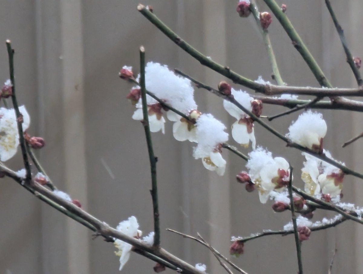 chiryudo's tweet photo. 静かな朝、庭の梅花に積もる雪 https://t.co/MobrlhbDVk