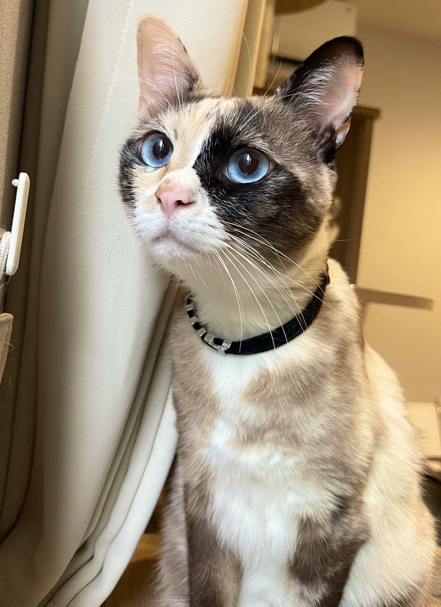 窓の外の雪を見てる❄️
興味津々☃️ #猫のいる幸せ