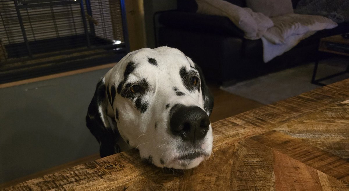 Wie schön der Schrödi ist wenn man die Leberwurstbrote aus dem Pfoto rausschneidet. 😍<a href="/HerrSchroedi/">Herr Schröder</a> 
👨‍🦱Emil, lasset - Du weisst was passiert wenn Du mit den gepunkteten Kumpels  spielst. 🙄