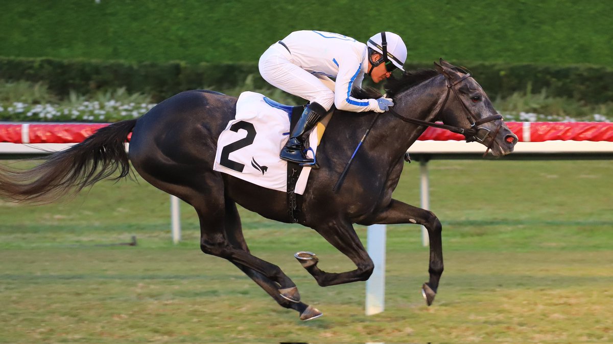 GulfstreamPark's tweet photo. Wine On Sunday closed like a rocket to remain undefeated (2 for 2) in the finale, ridden by @_MGutierrez_, saddled by @BLynchRacing, owned by Flying Dutchmen Breeding and Racing, and bred by Boardshorts Breeding &amp; Racing. #GulfstreamPark #ChampionshipMeet https://t.co/JAKMluMXDo